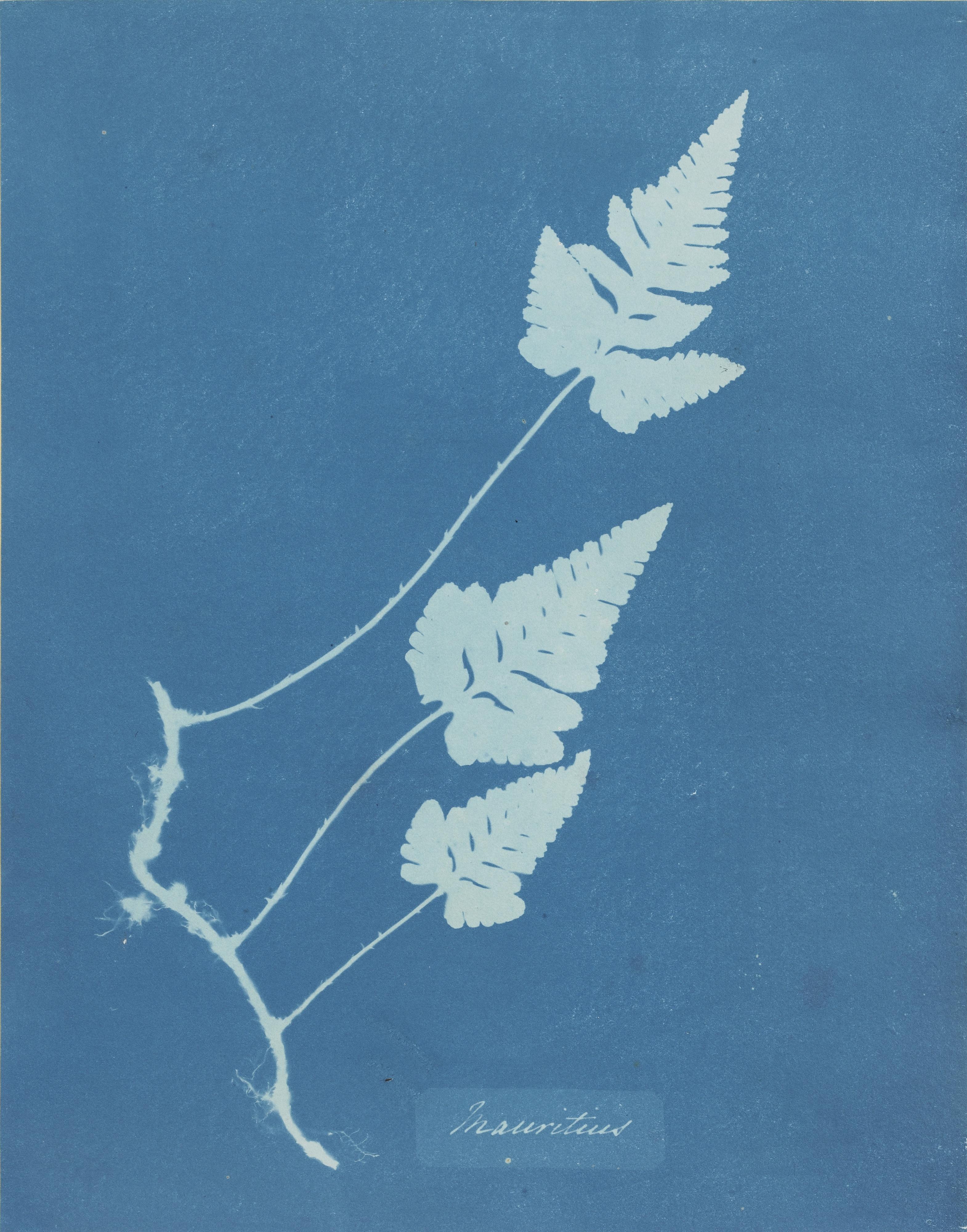 Anna Atkins - Mauritius, Vers 1850Cyanotype. Flush-Mounted On Original Card.