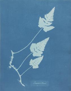 Anna Atkins - Mauritius, Vers 1850Cyanotype. Flush-Mounted On Original Card.