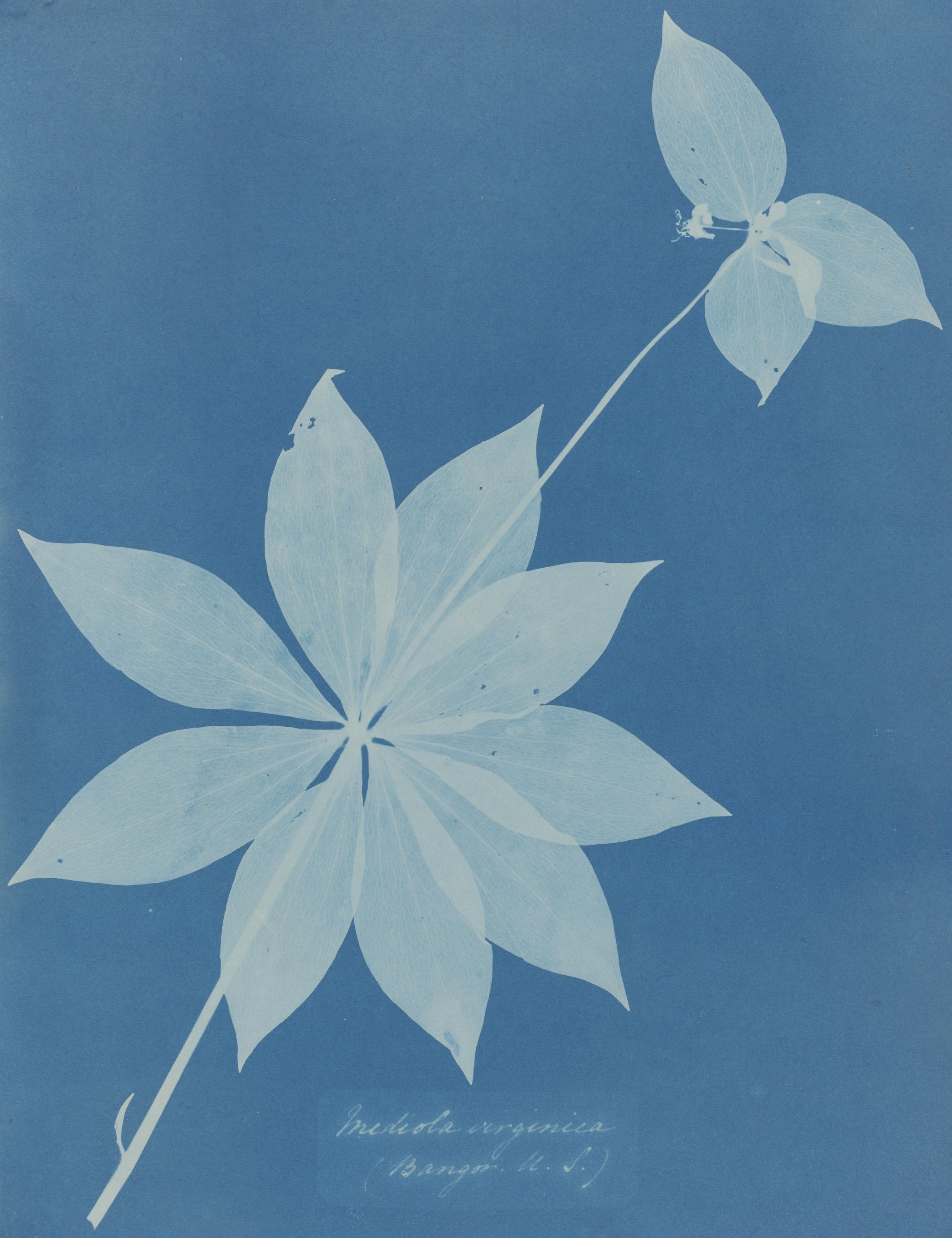 Anna Atkins - \'Mediola Arginica (Bangor, U. S.)\'