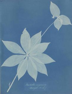 Anna Atkins - Mediola Arginica (Bangor, US), 1852-1854