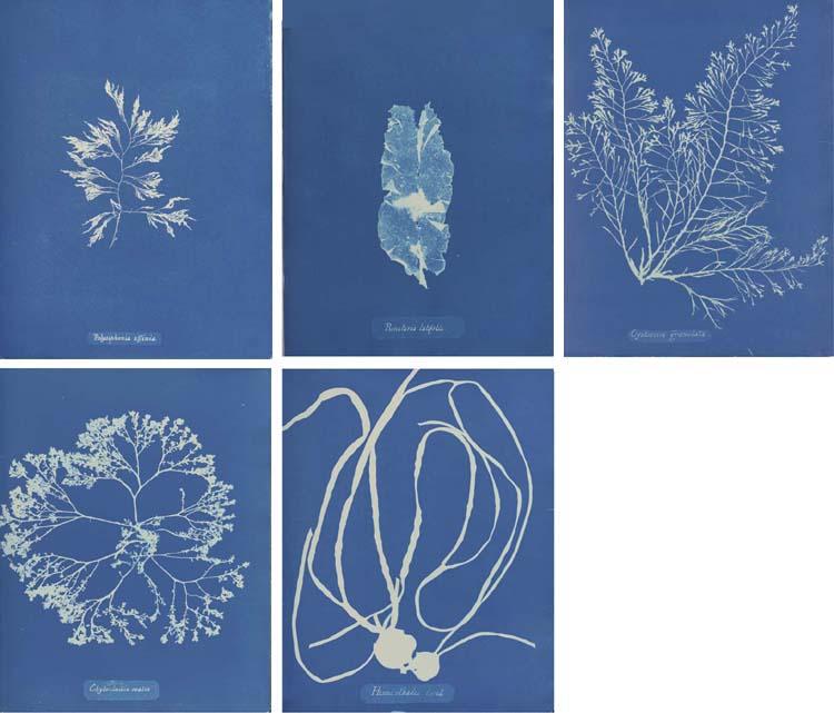 Anna Atkins - Photographs of British Algæ. Cyanotype Impressions., Robert Hunt\'s copy