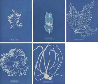 Anna Atkins - Photographs of British Algæ. Cyanotype Impressions., Robert Hunt\'s copy