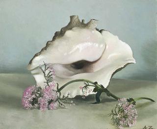 Anna Katrina Zinkeisen - A conch shell and pinks