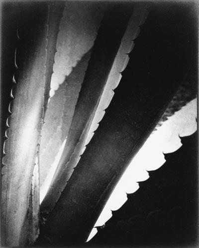 Anne Brigman - Flame