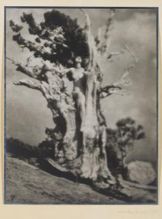 Anne Brigman - Invictus, c. 1924
