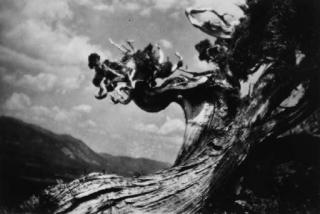 Anne Brigman - Untitled (Gnarled tree trunk)