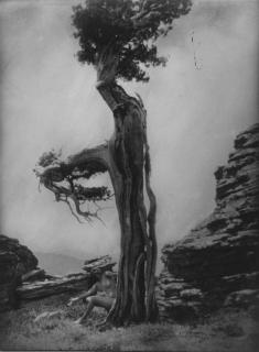 Anne Brigman - Untitled (Nude at the base of a cedar)