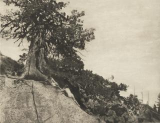 Anne W. Brigman - Dryads (from \'Camera Work\' No. 44)