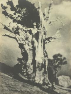 Anne W. Brigman - \'Invictus\'