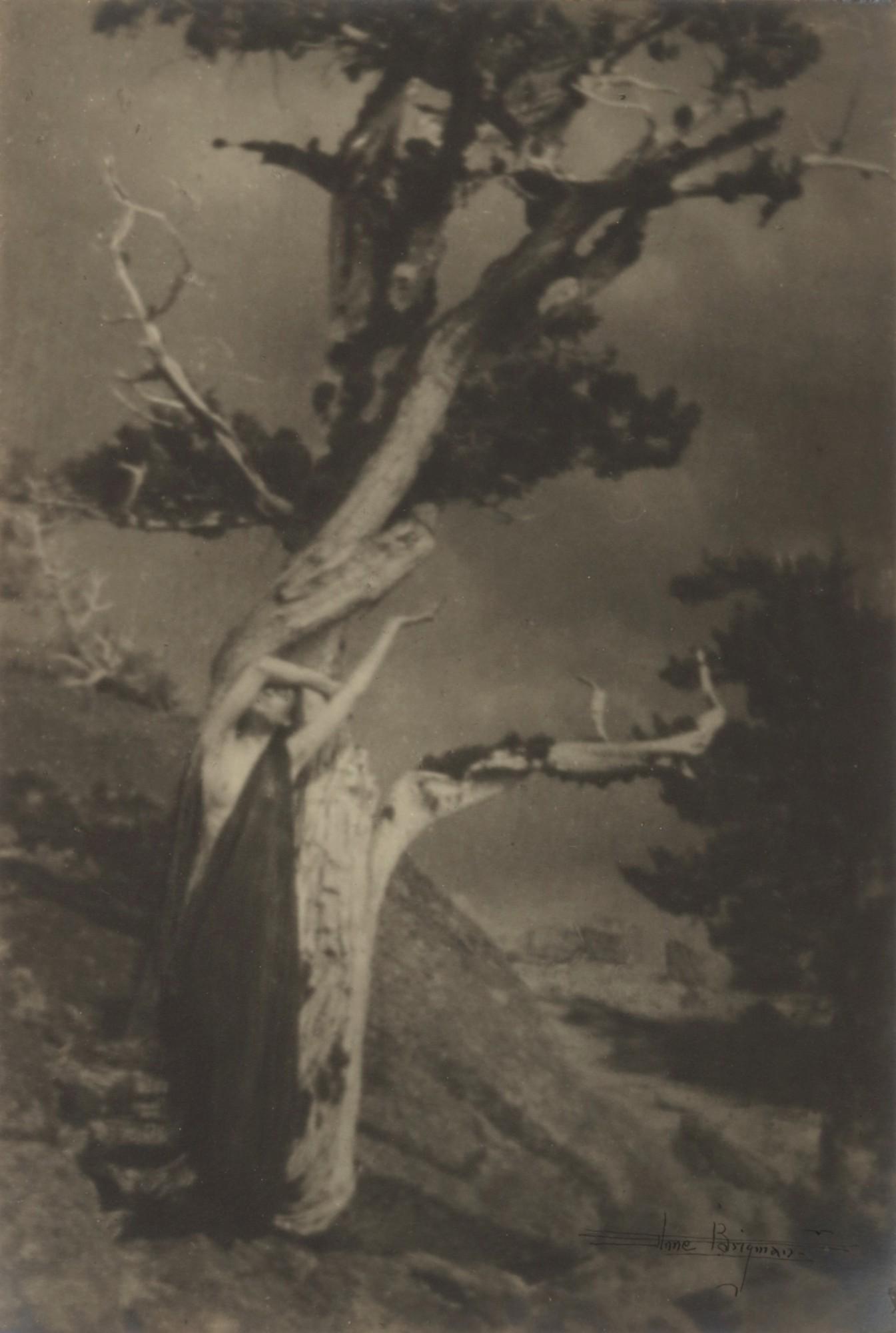 Anne W. Brigman - \'The Dying Cedar\'