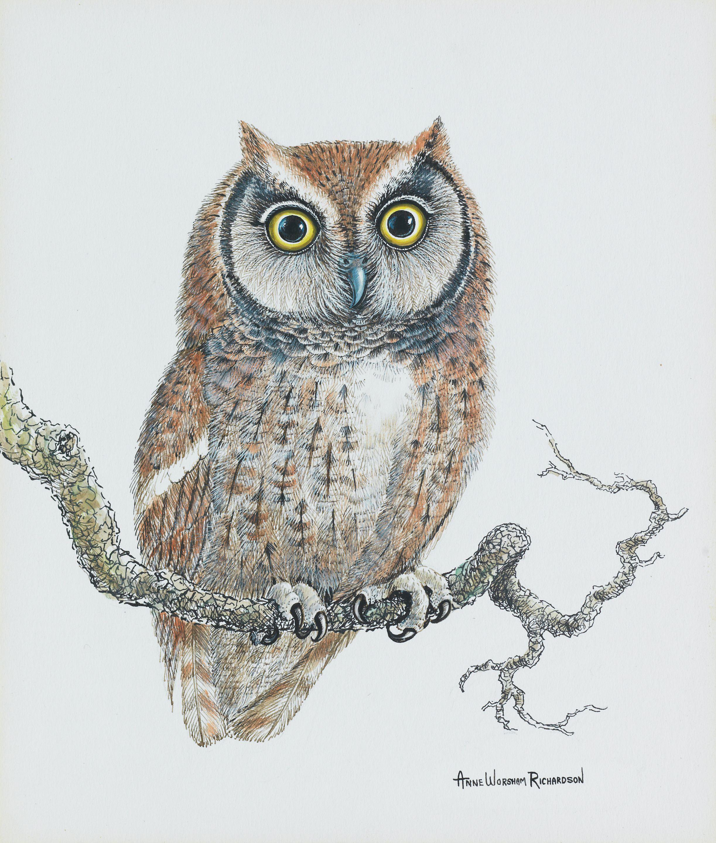 Anne Worsham Richardson - Screech Owl, \