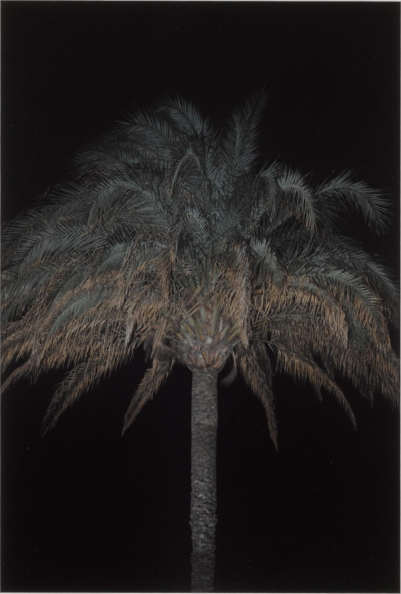 Annette Kelm - I Love The Little Baby Giant Panda, I\'D Welcome One To My Veranda