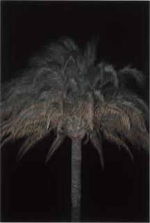 Annette Kelm - I Love The Little Baby Giant Panda, I\'D Welcome One To My Veranda