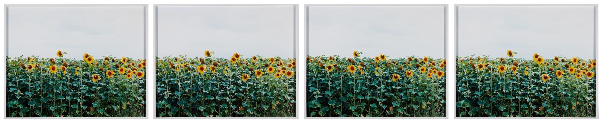 Annette Kelm - Untitled