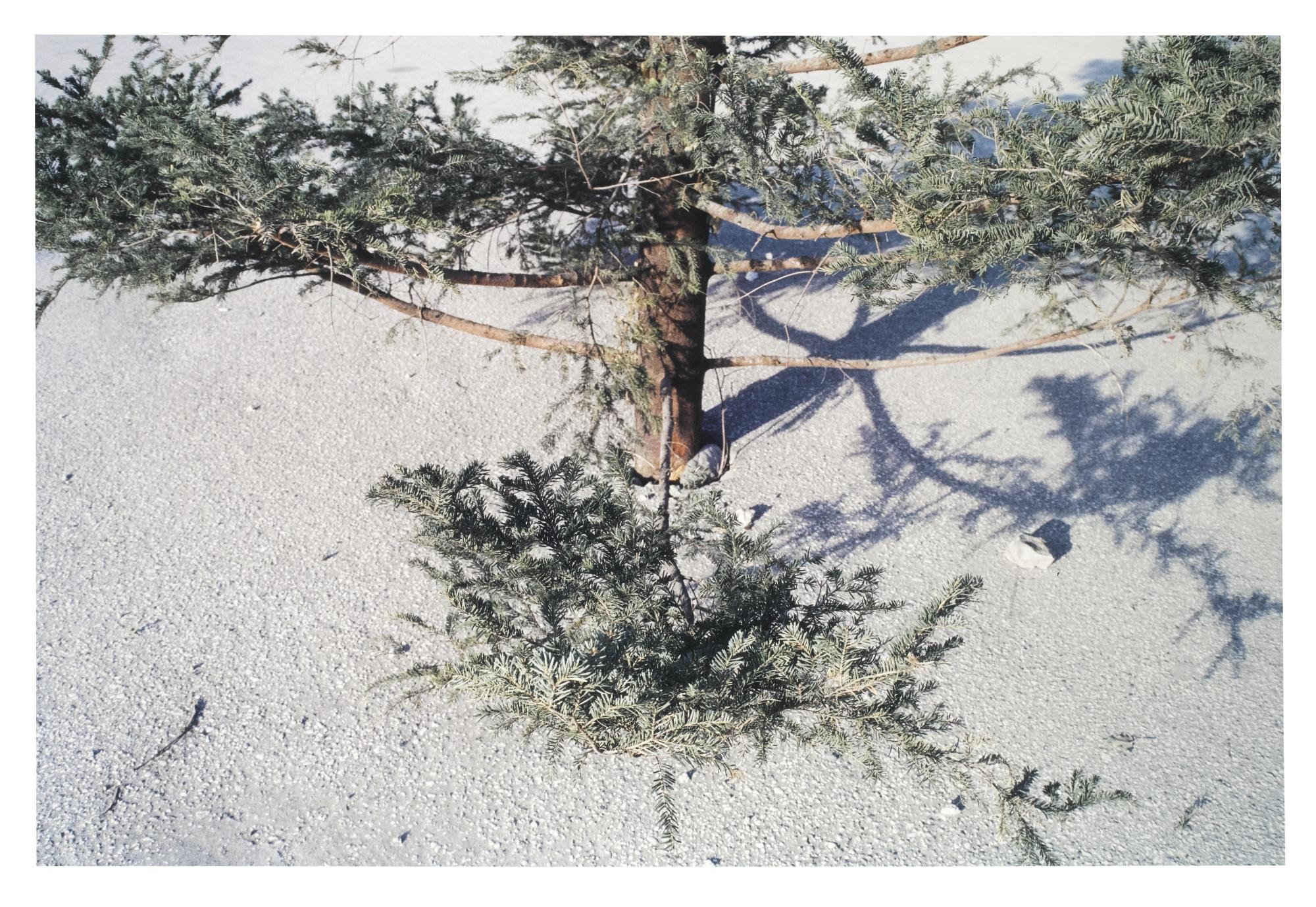 Anri Sala - Christmas Tree