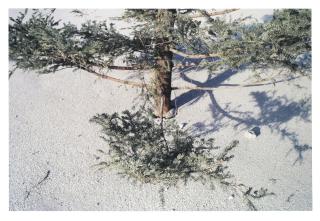 Anri Sala - Christmas Tree