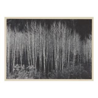 Ansel Adams - Aspens, Dawn, Dolores River Canyon, Autumn, Colorado