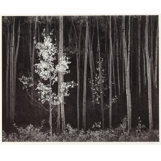 Ansel Adams - \'Aspens, New Mexico\'