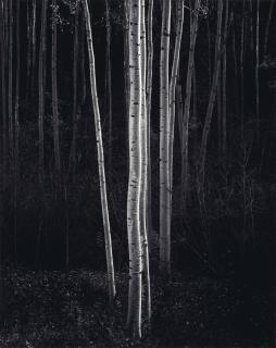 Ansel Adams - Aspens, Northern New Mexico, 1958