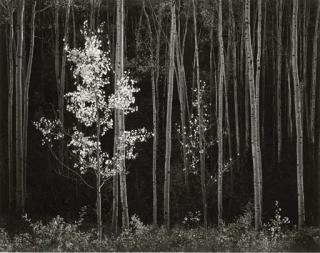 Ansel Adams - Aspens, Northern New Mexico, 1958