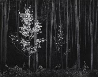 Ansel Adams - Aspens, Northern New Mexico, 1958