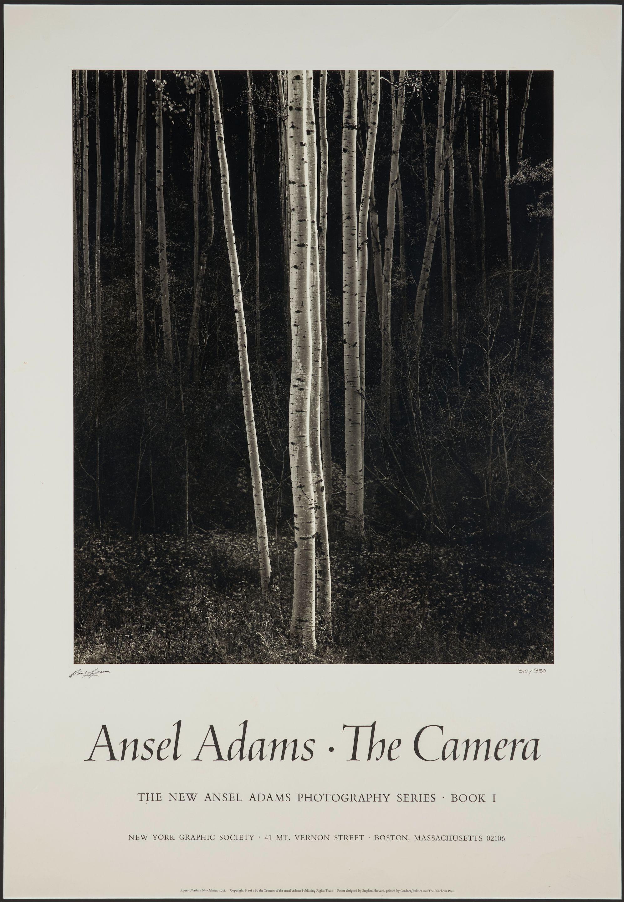 Ansel Adams - Aspens, Northern New Mexico