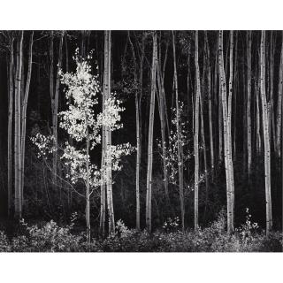 Ansel Adams - \'Aspens, Northern New Mexico\'