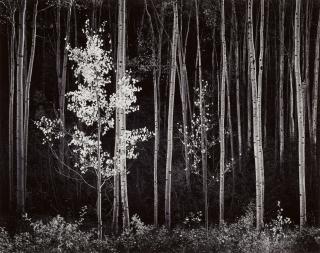 Ansel Adams - Aspens, Northern New Mexico