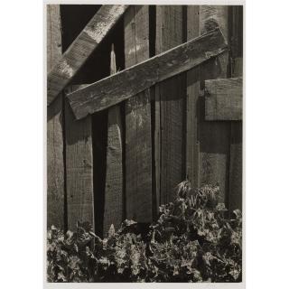 Ansel Adams - \'Boards And Thistles\'
