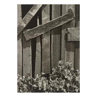 Ansel Adams - \'Boards And Thistles\'