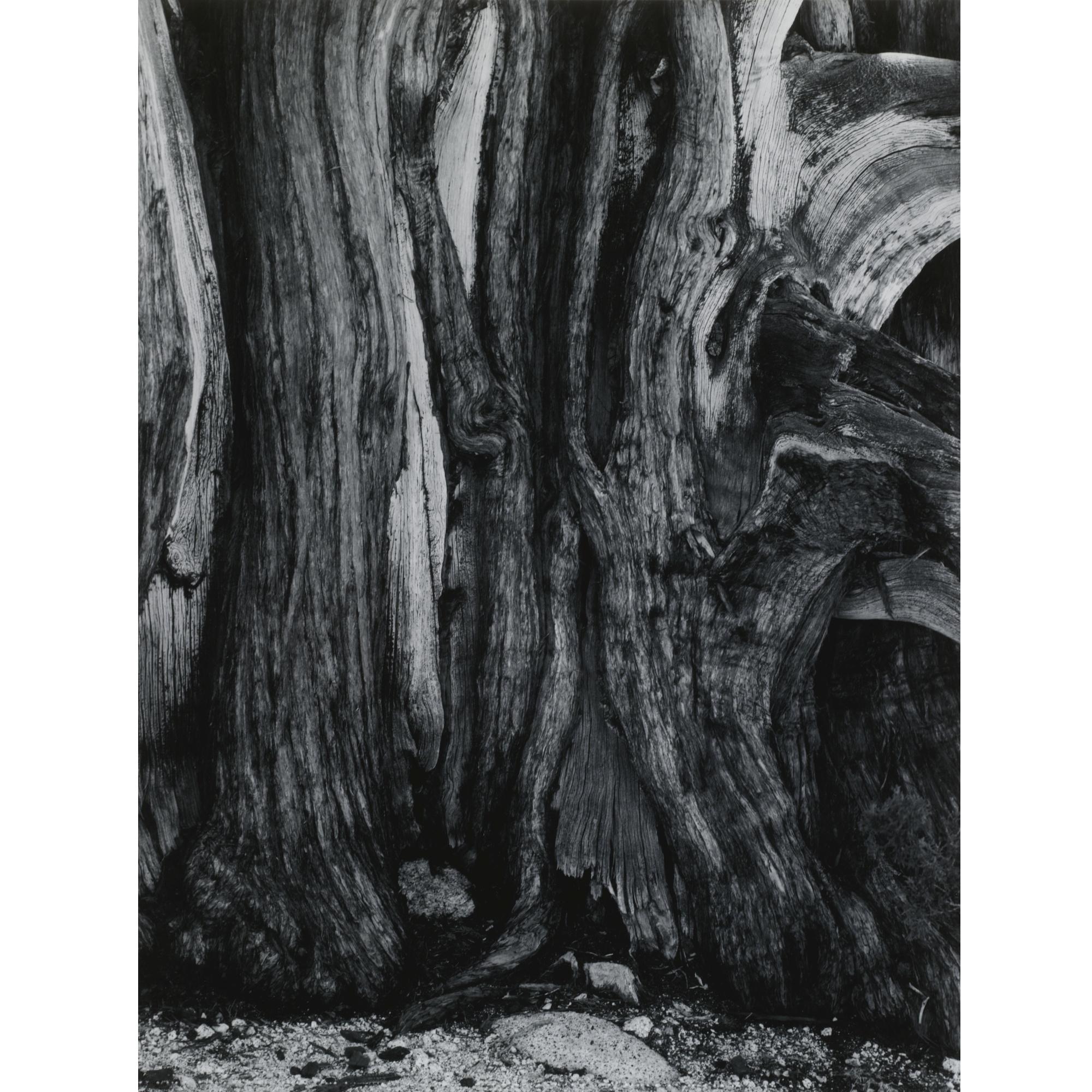 Ansel Adams - Detail, Juniper Tree, Yosemite National Park
