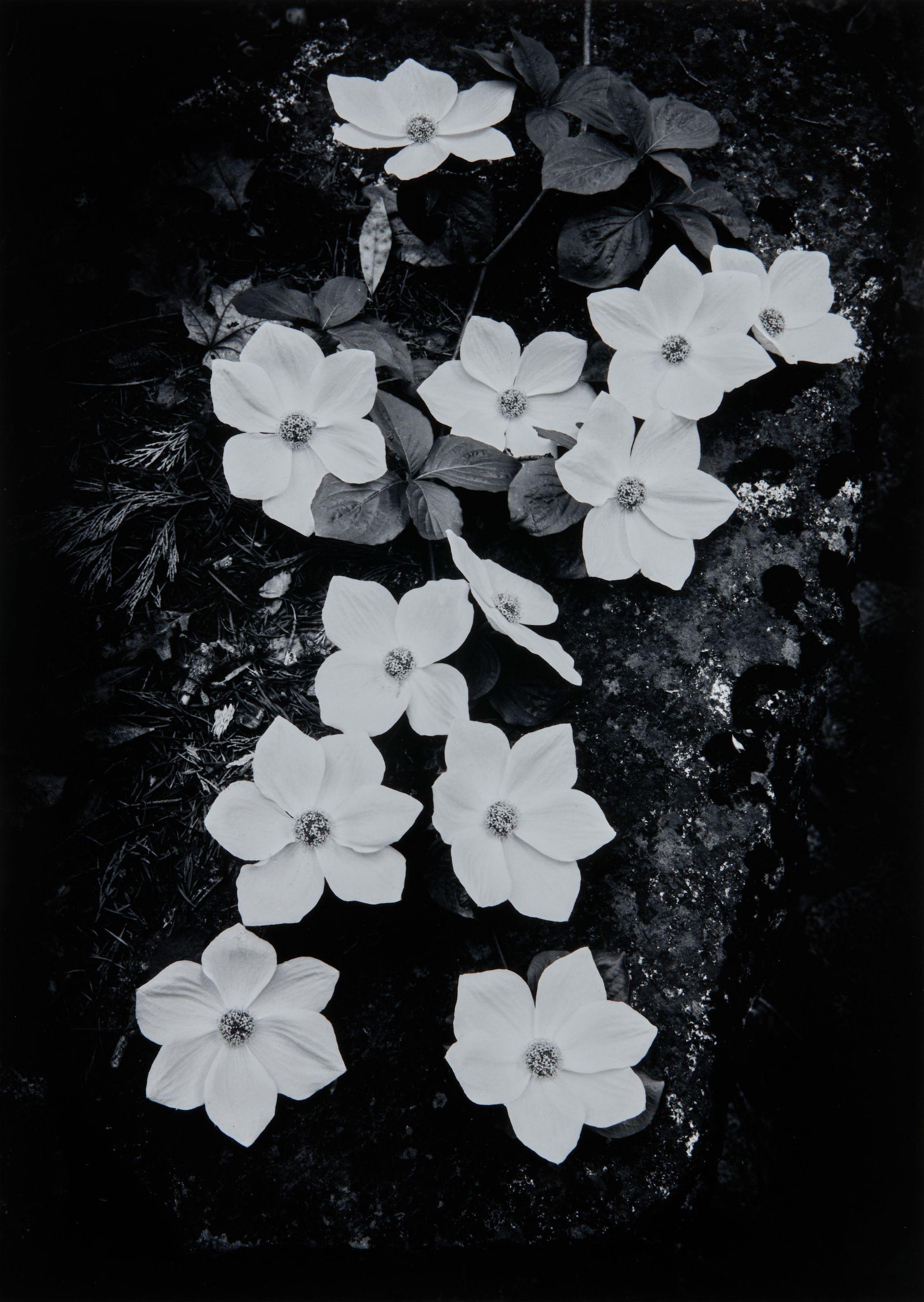 Ansel Adams - Dogwood, Yosemite National Park, California