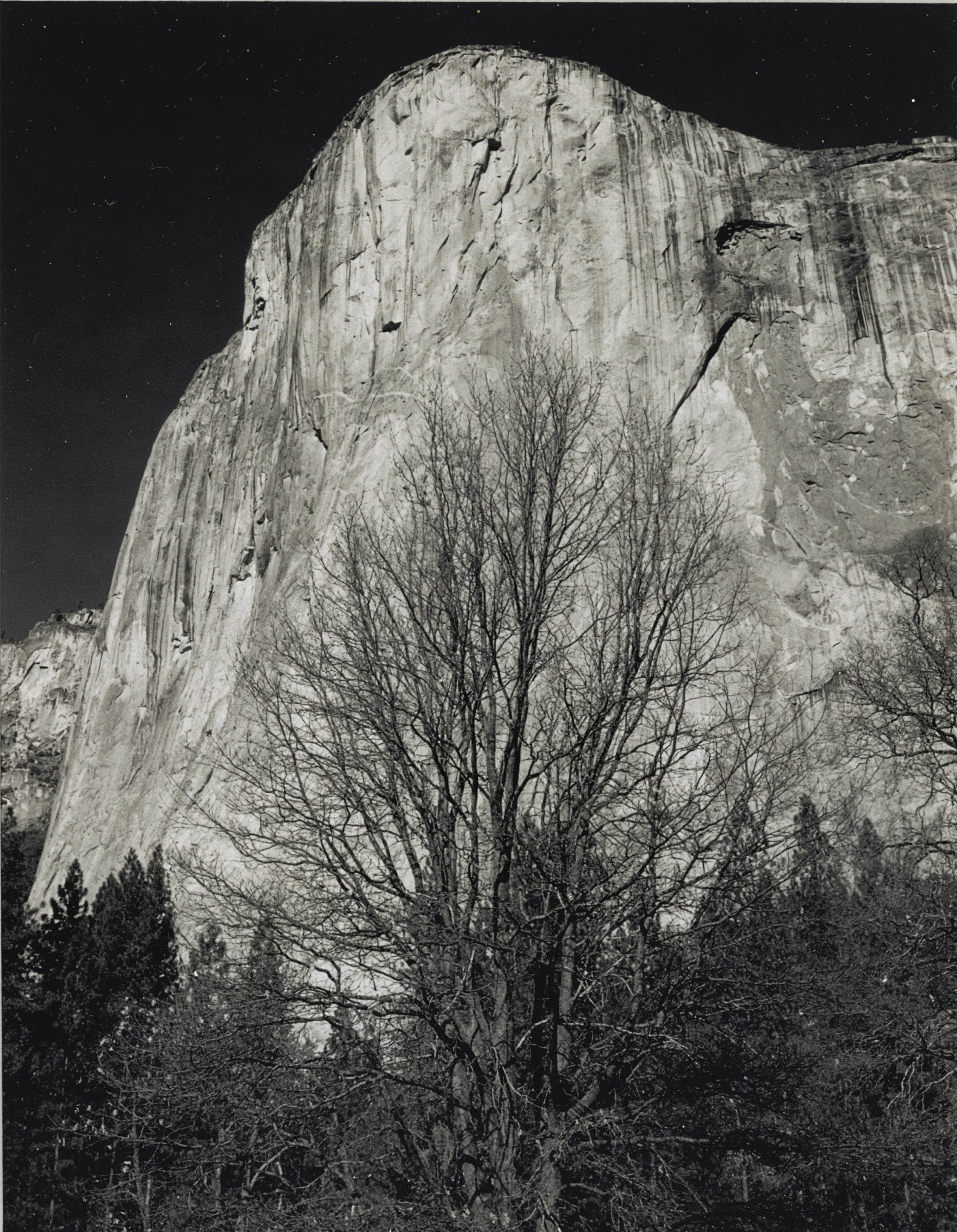 Ansel Adams - El Capitan and Trees, Yosemite, 1955