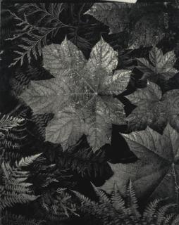 Ansel Adams - Forest Floor, Glacier National Park, Montana, 1948