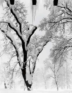 Ansel Adams - Icicles, Ahwahnee Hotel, Yosemite National Park
