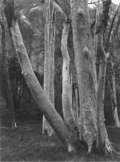 Ansel Adams - In Yosemite Valley