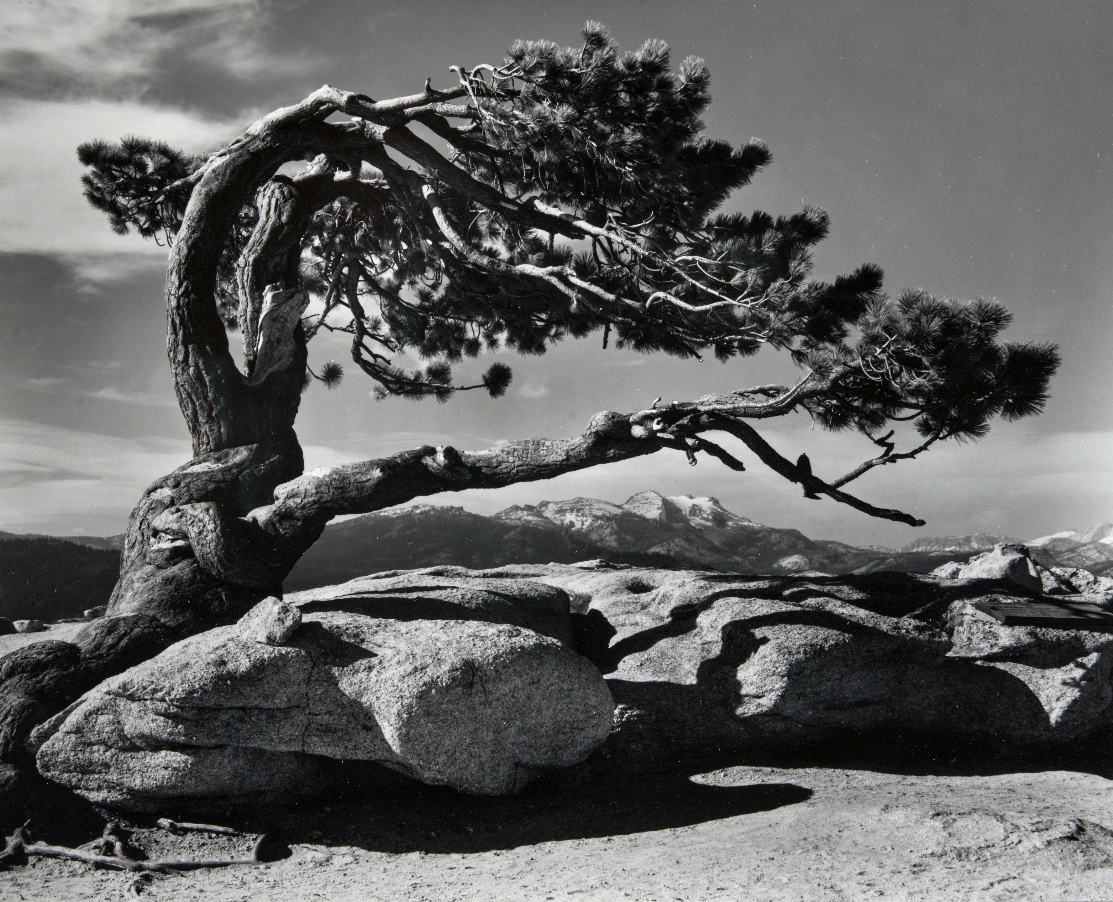 Ansel Adams - Jeffrey Pine, Sentinel Dome, Yosemite National Park, California
