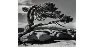 Ansel Adams - Jeffrey Pine, Sentinel Dome, Yosemite National Park, California