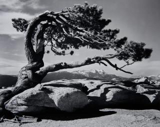 Ansel Adams - Jeffrey Pine, Sentinel Dome, Yosemite National Park, California