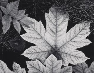 Ansel Adams - Leaf, glacier Bay National Monument, Alaska, 1948