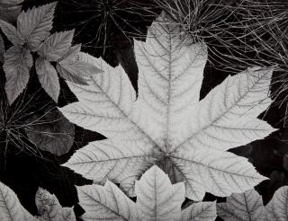 Ansel Adams - Leaf, Glacier Bay National Monument, Alaska