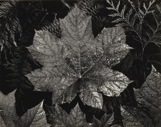 Ansel Adams - \'Leaves Glacier National Park Montana\'