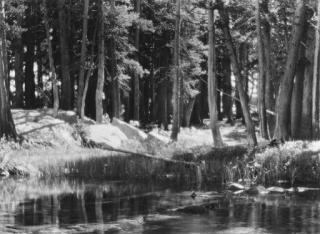 Ansel Adams - Lodgepole Pines, Lyell Fork of the Merced River, Yosemite National Park, California (1923)