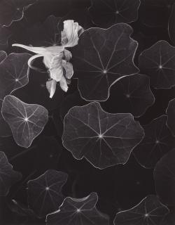 Ansel Adams - Nasturtiums, Halcyon, California, 1951
