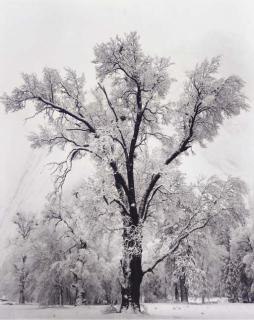Ansel Adams - Oak Tree, Snowstorm, 1948