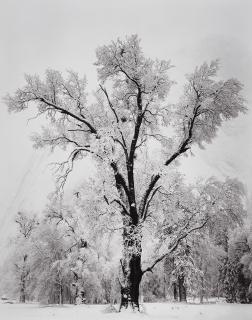 Ansel Adams - Oak Tree, Snowstorm, Yosemite National Park, 1948