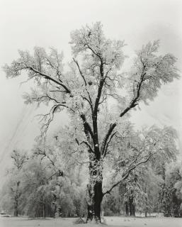 Ansel Adams - \'Oak Tree, Snowstorm, Yosemite National Park, Ca.\'