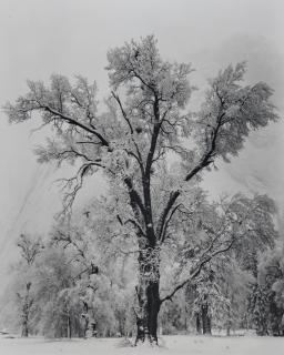 Ansel Adams - Oak Tree, Snowstorm, Yosemite National Park, California