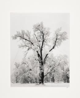 Ansel Adams - Oak Tree, Snowstorm, Yosemite National Park