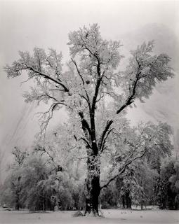 Ansel Adams - Oak Tree, Snowstorm